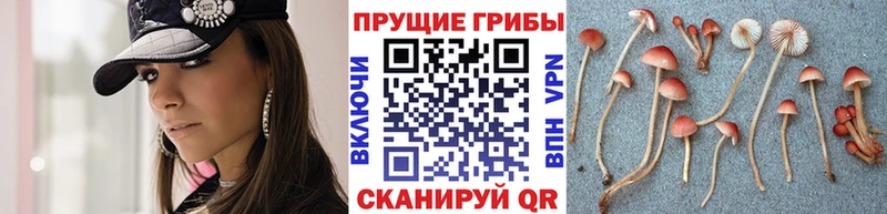 где можно купить   Люберцы  Псилоцибиновые грибы мухоморы 